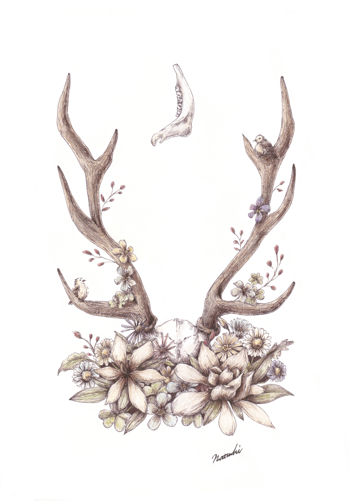 deer hornのイラストレーション